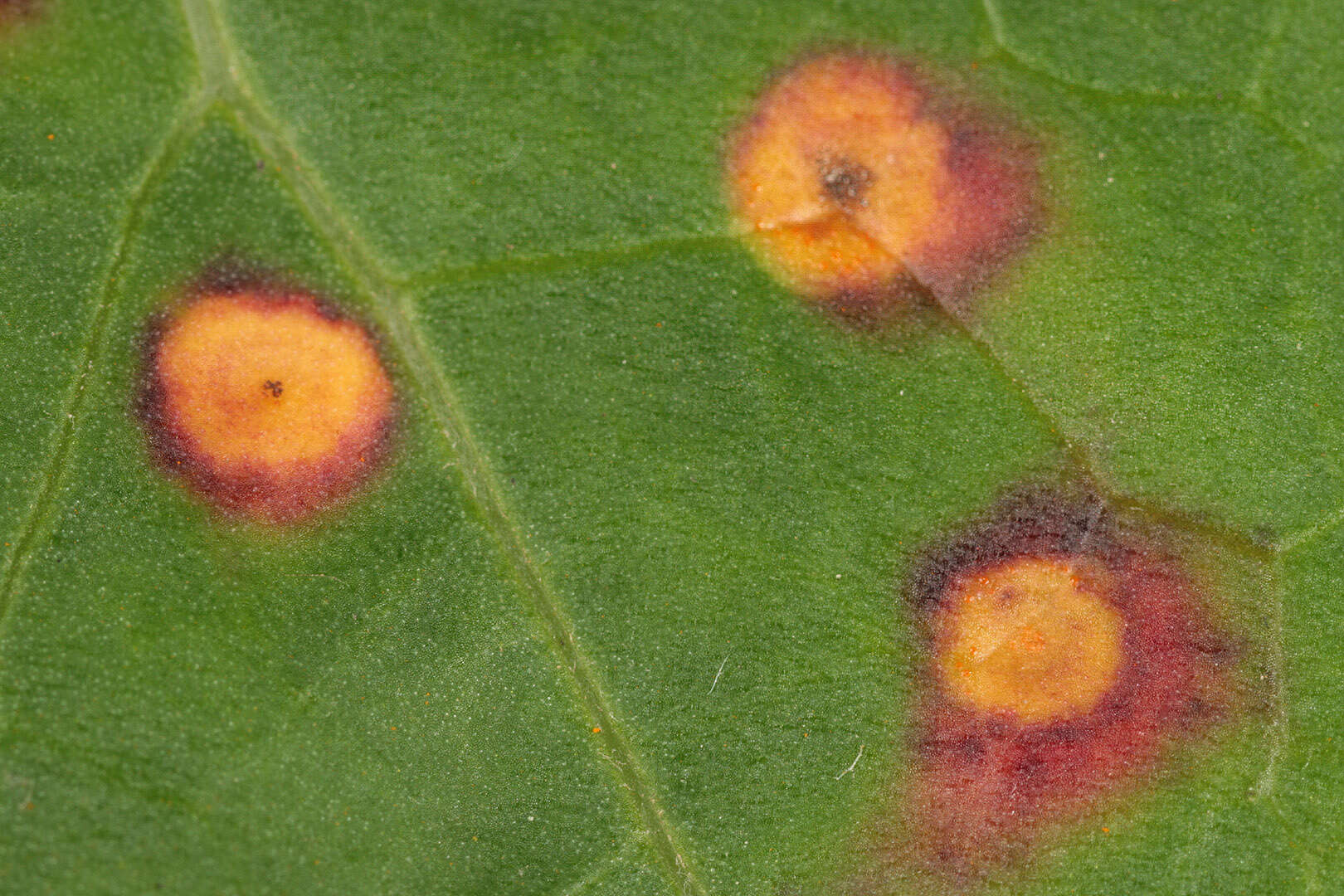 Imagem de Puccinia poarum Nielsen 1877