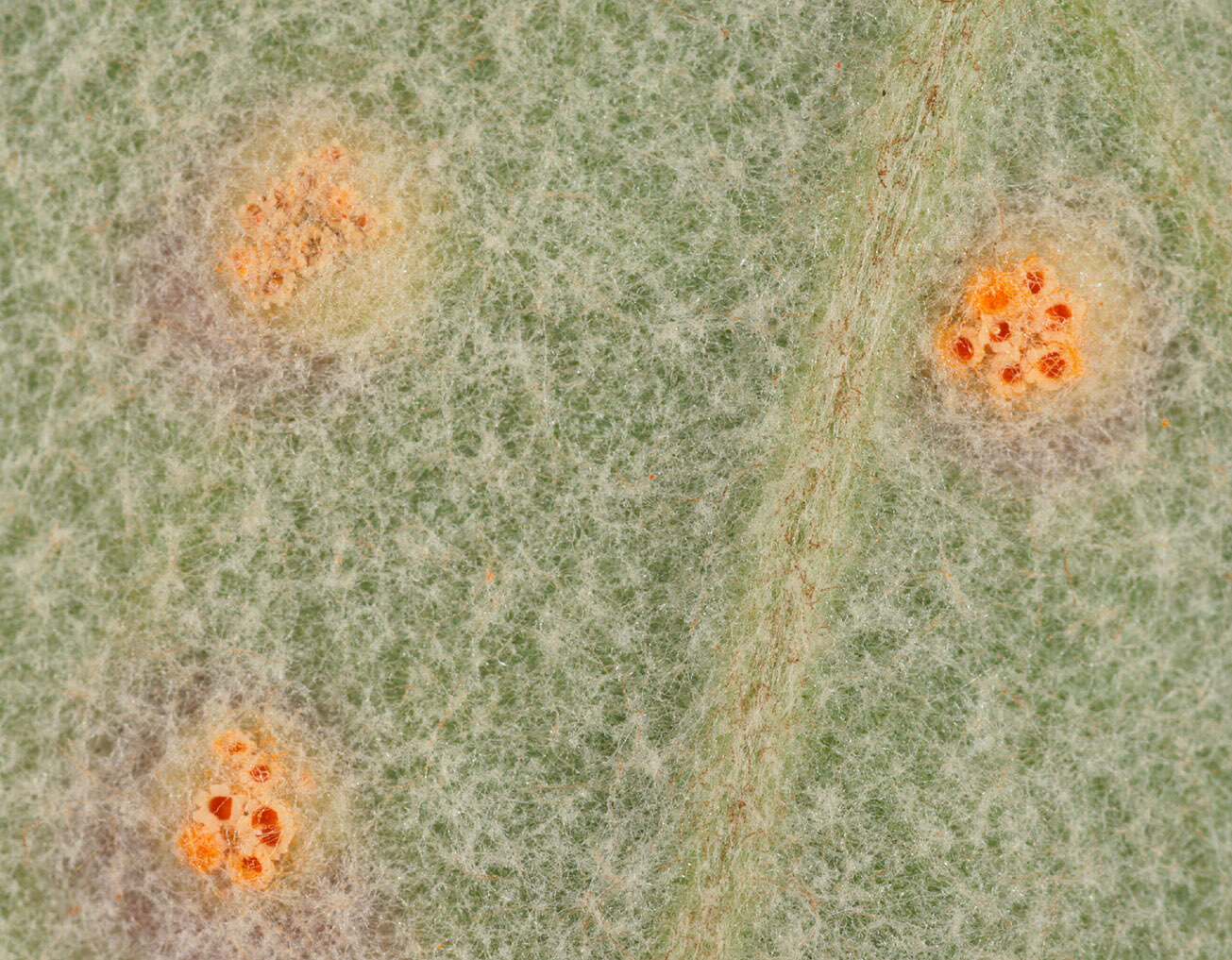 Imagem de Puccinia poarum Nielsen 1877