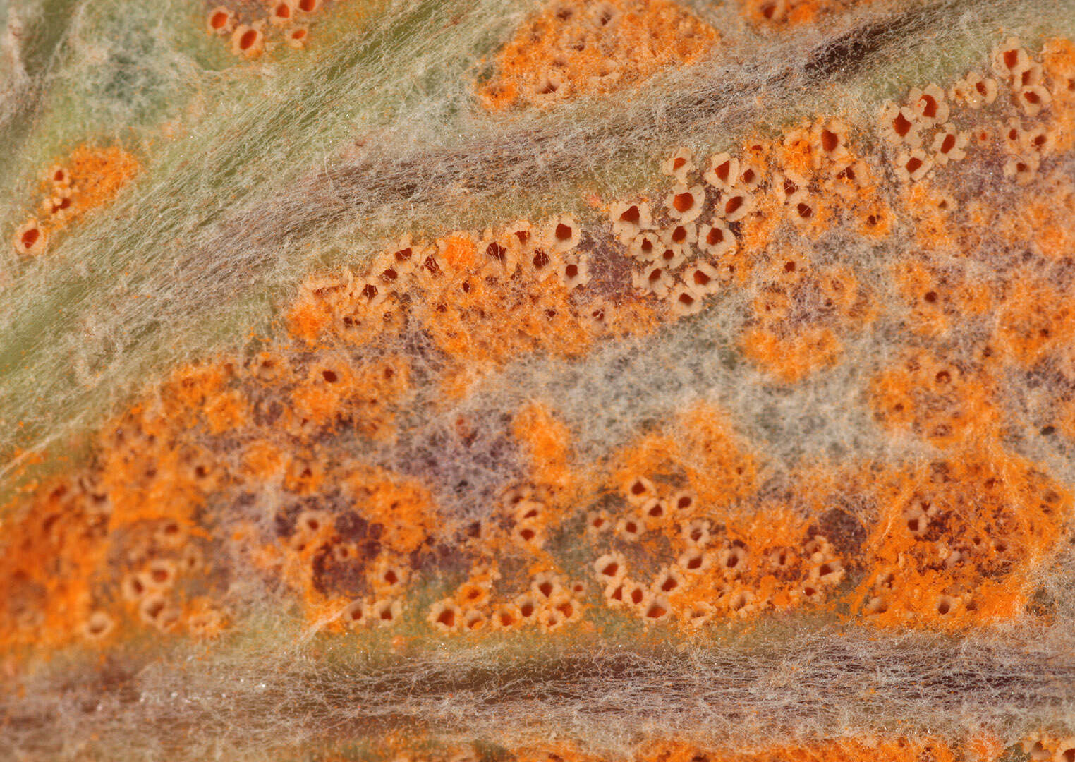 Imagem de Puccinia poarum Nielsen 1877