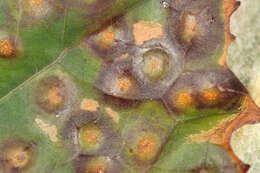 Imagem de Puccinia poarum Nielsen 1877