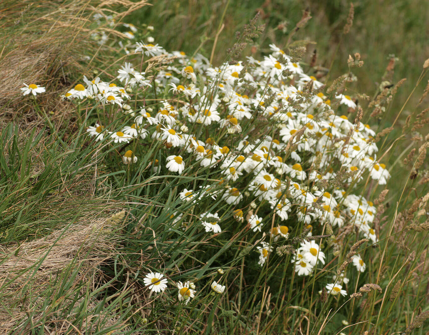 Image of false mayweed