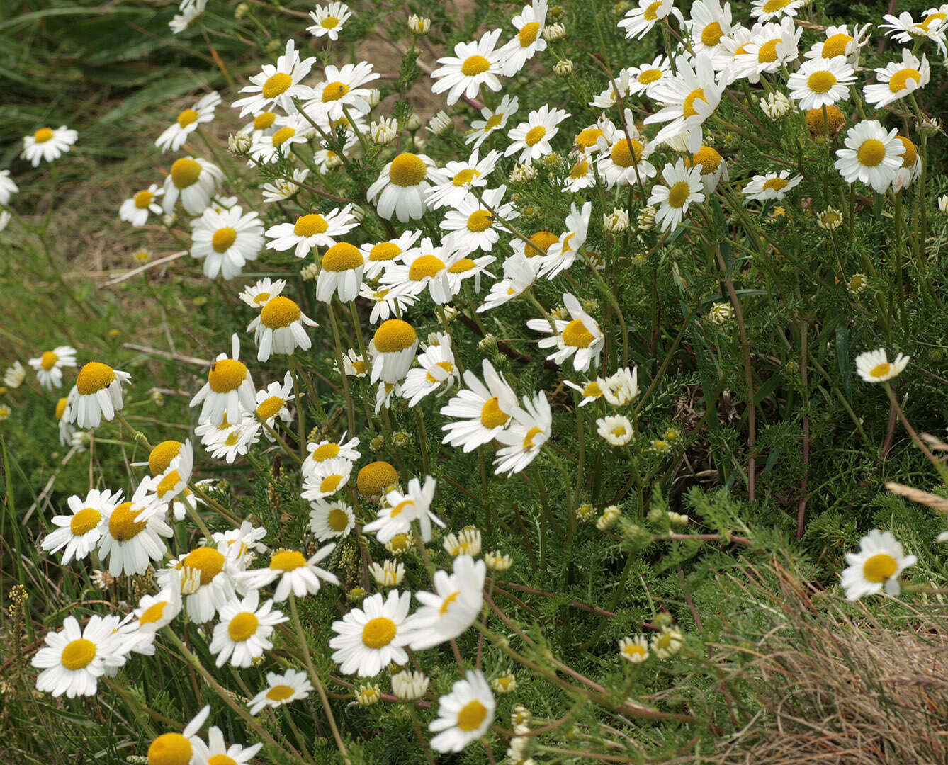 Image of false mayweed