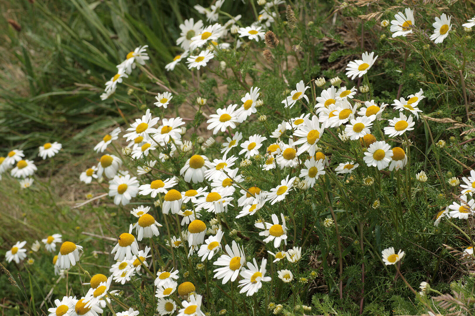 Image of false mayweed