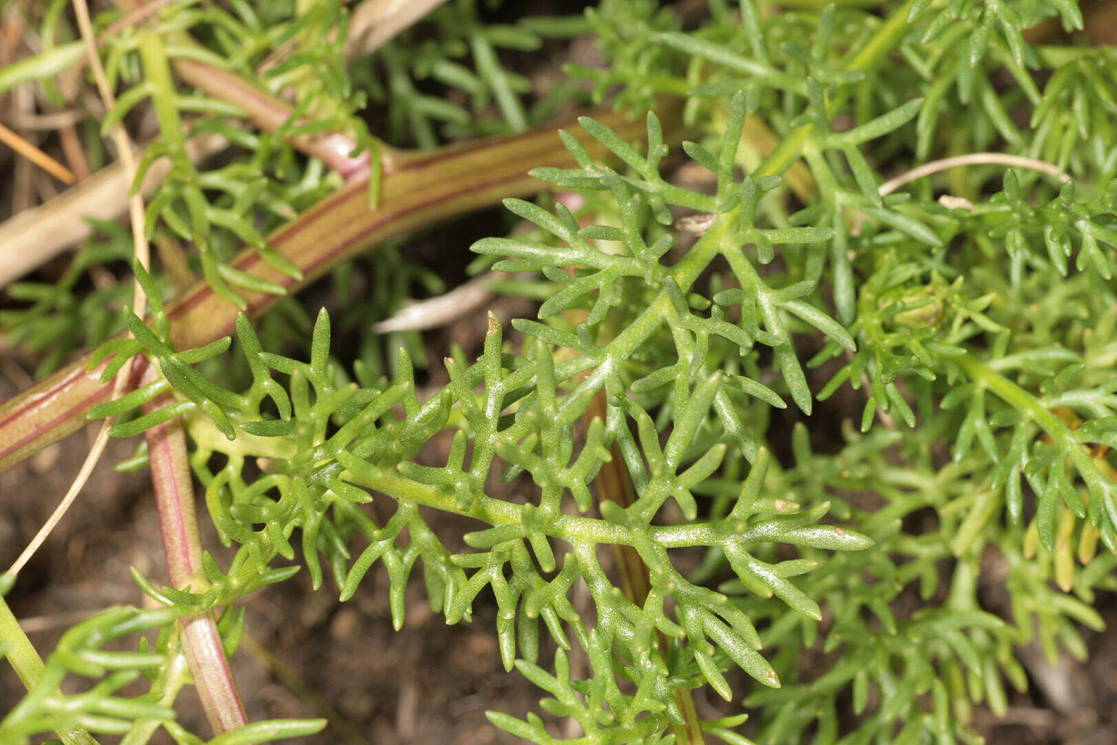 Sivun Tripleurospermum maritimum subsp. maritimum kuva