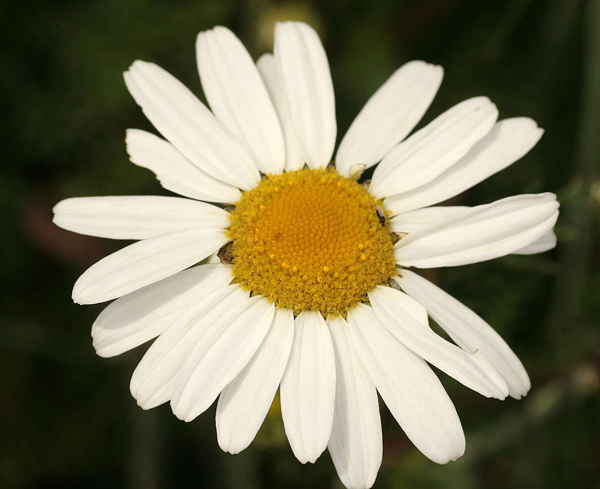 Sivun Tripleurospermum maritimum subsp. maritimum kuva