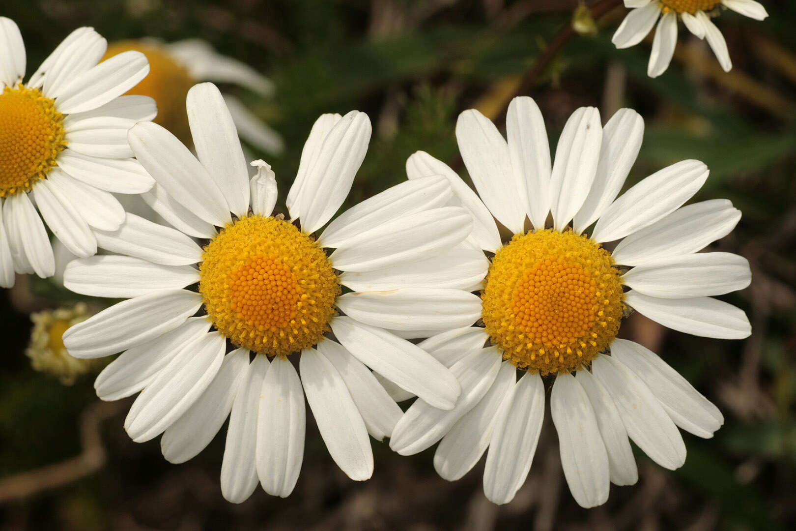 Sivun Tripleurospermum maritimum subsp. maritimum kuva