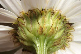 Sivun Tripleurospermum maritimum subsp. maritimum kuva