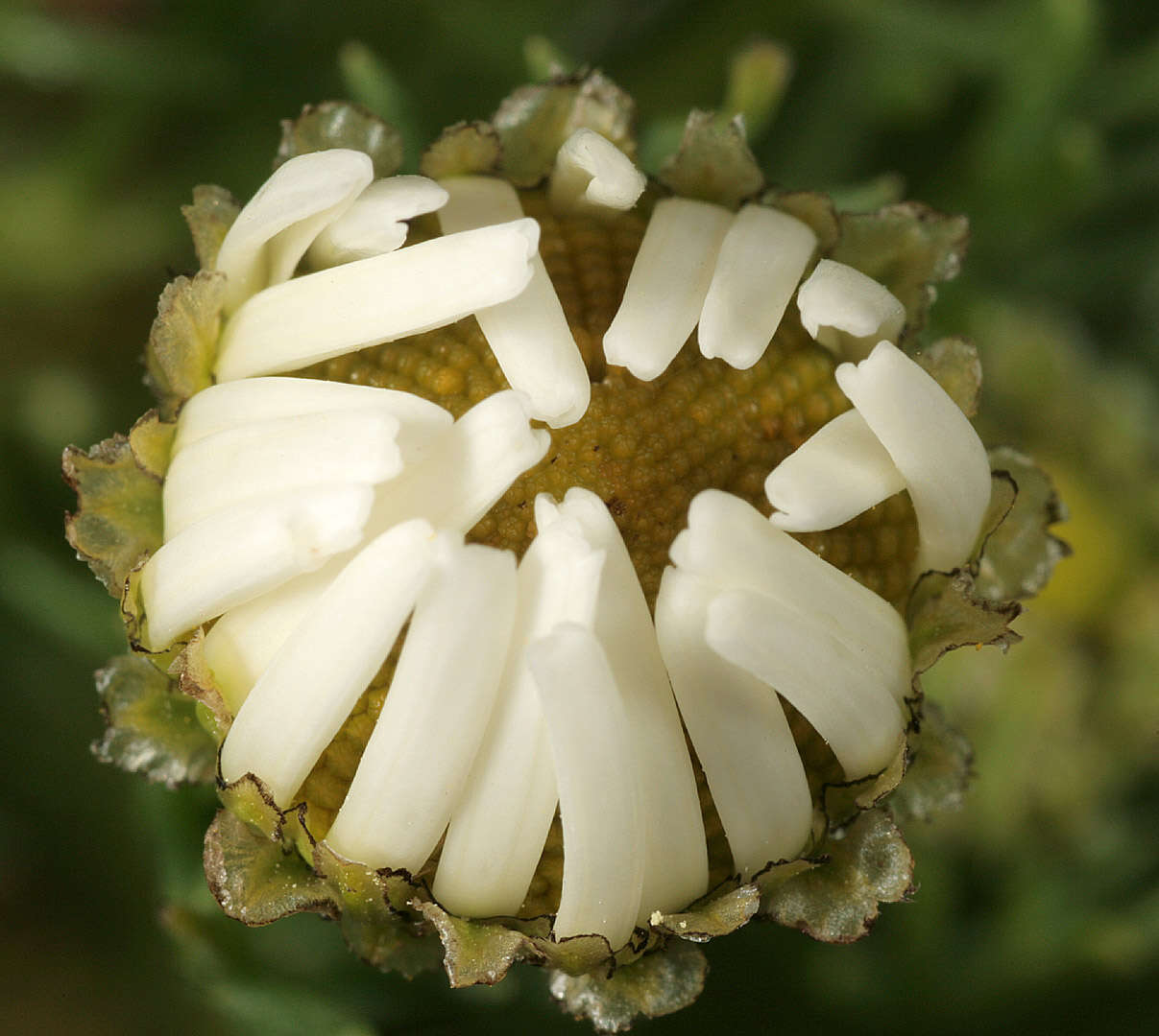 Sivun Tripleurospermum maritimum subsp. maritimum kuva