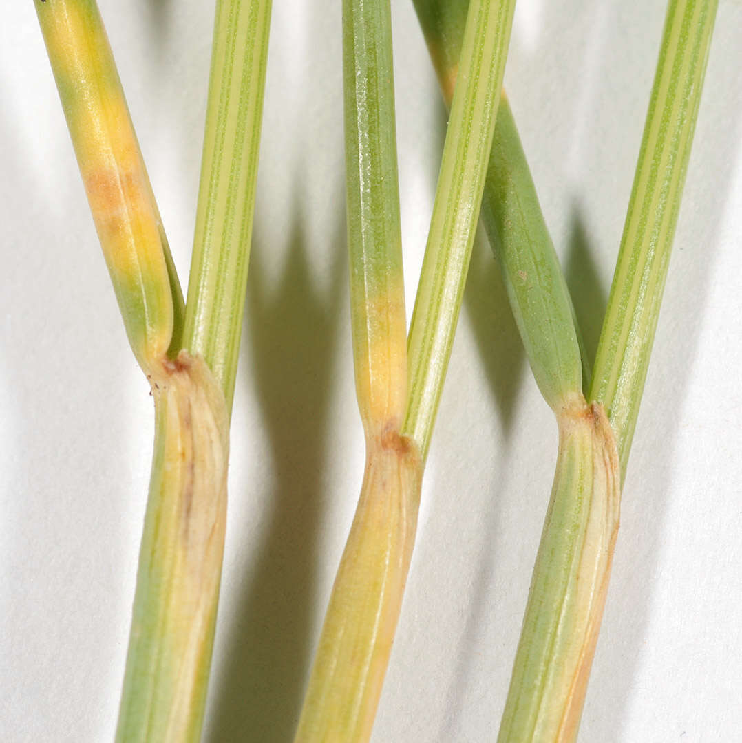 Image of red fescue