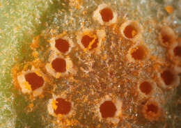 Imagem de Puccinia poarum Nielsen 1877