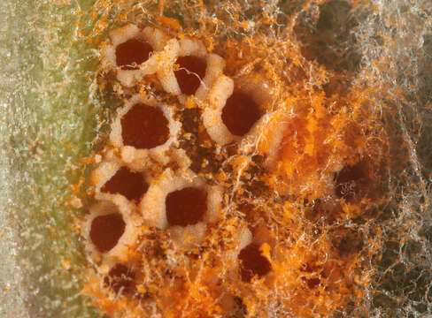 Image of Puccinia poarum Nielsen 1877