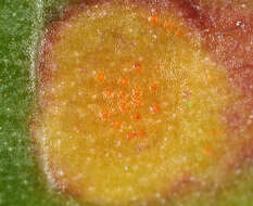 Imagem de Puccinia poarum Nielsen 1877