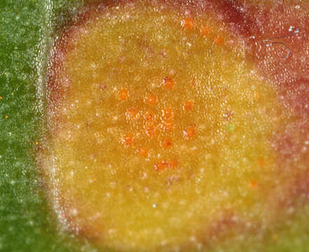 Image of Puccinia poarum Nielsen 1877