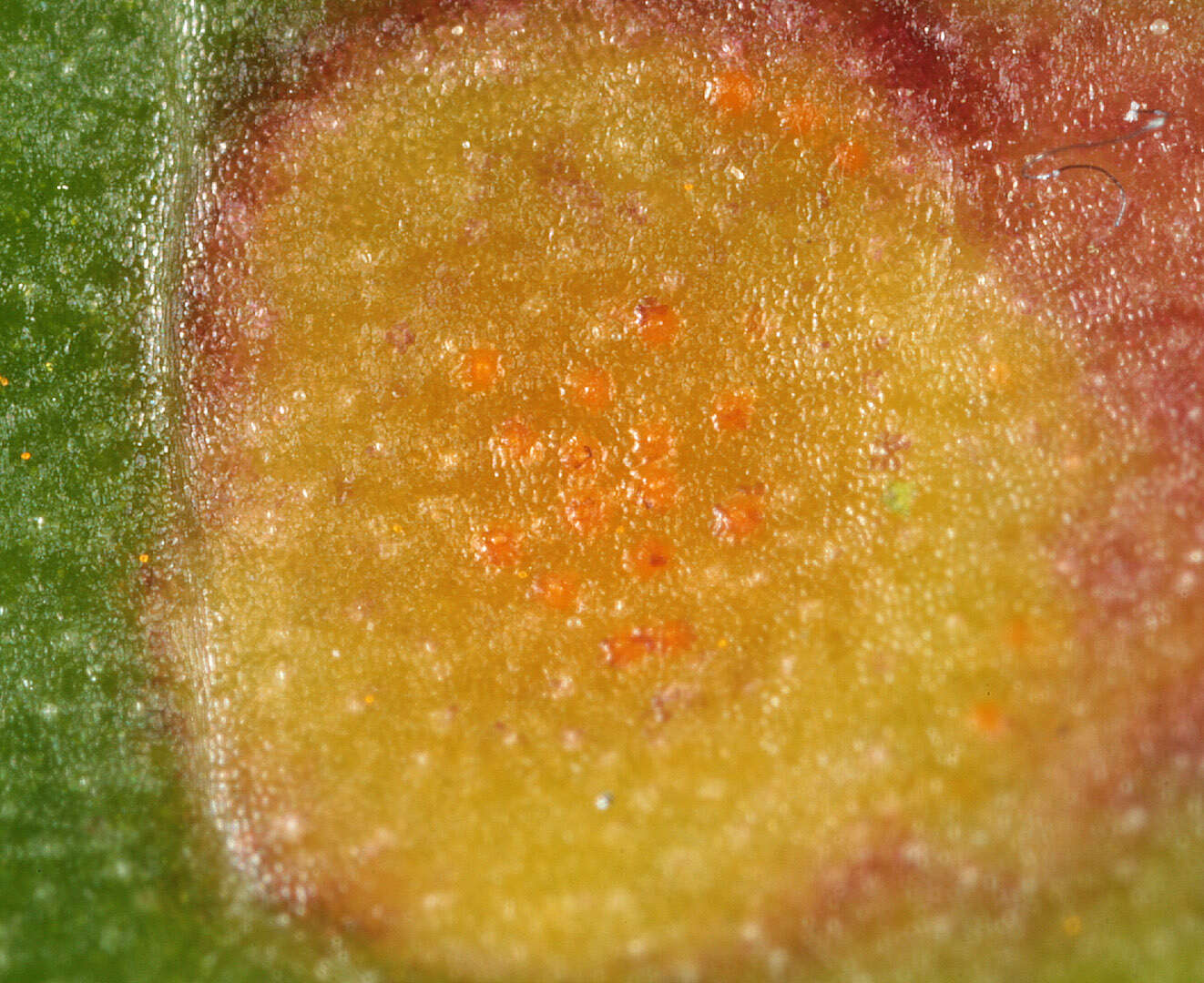 Imagem de Puccinia poarum Nielsen 1877