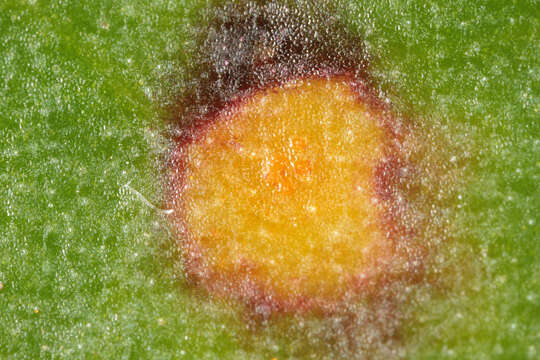 Image of Puccinia poarum Nielsen 1877