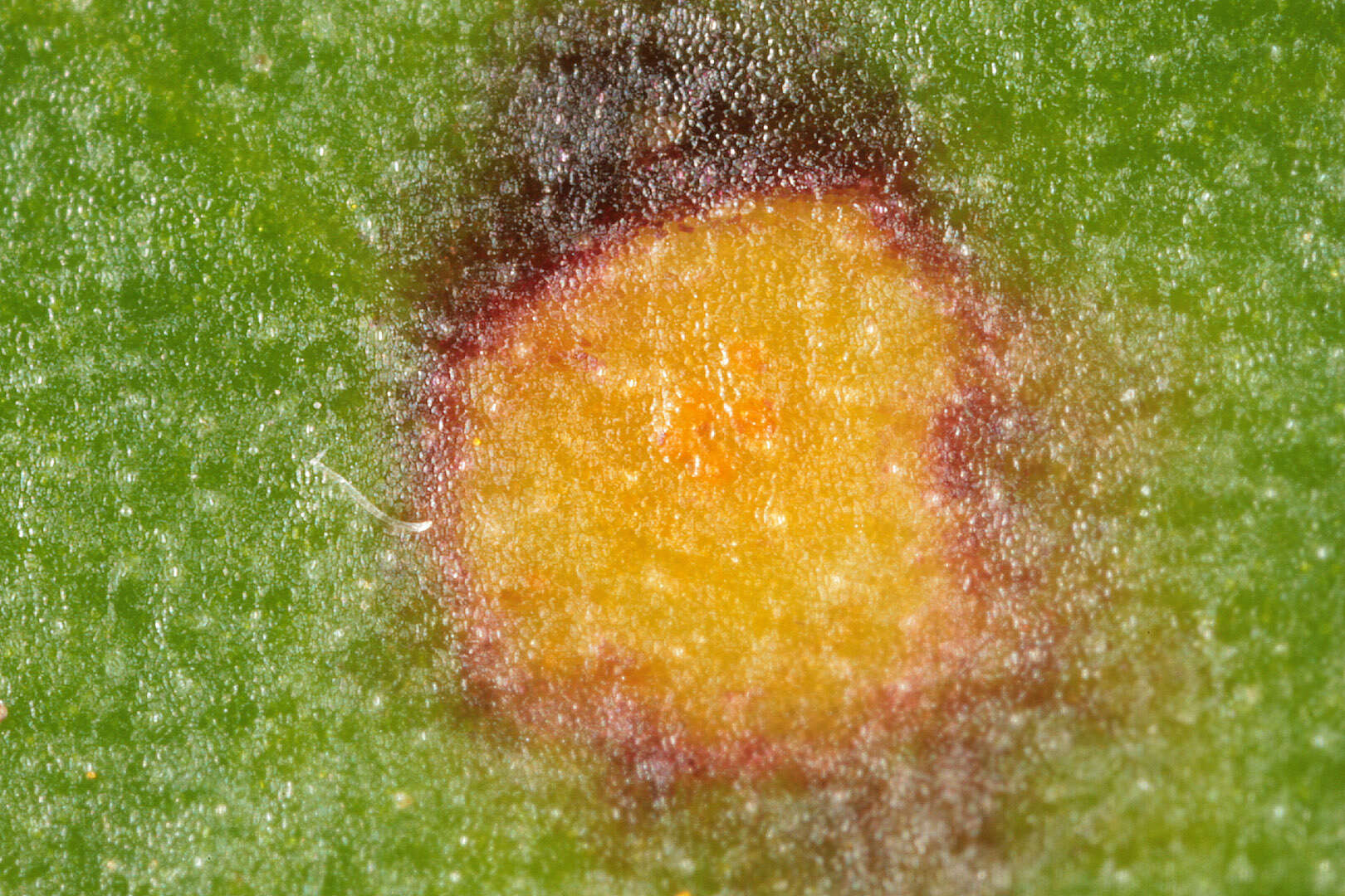 Imagem de Puccinia poarum Nielsen 1877