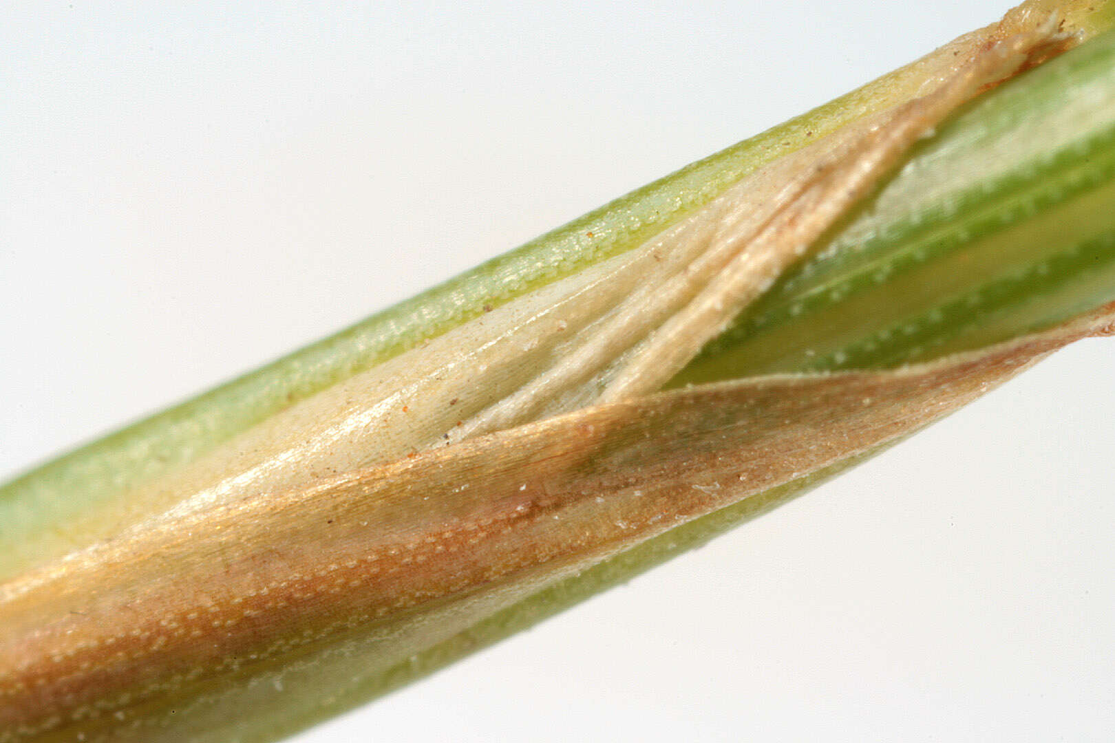 Image of red fescue