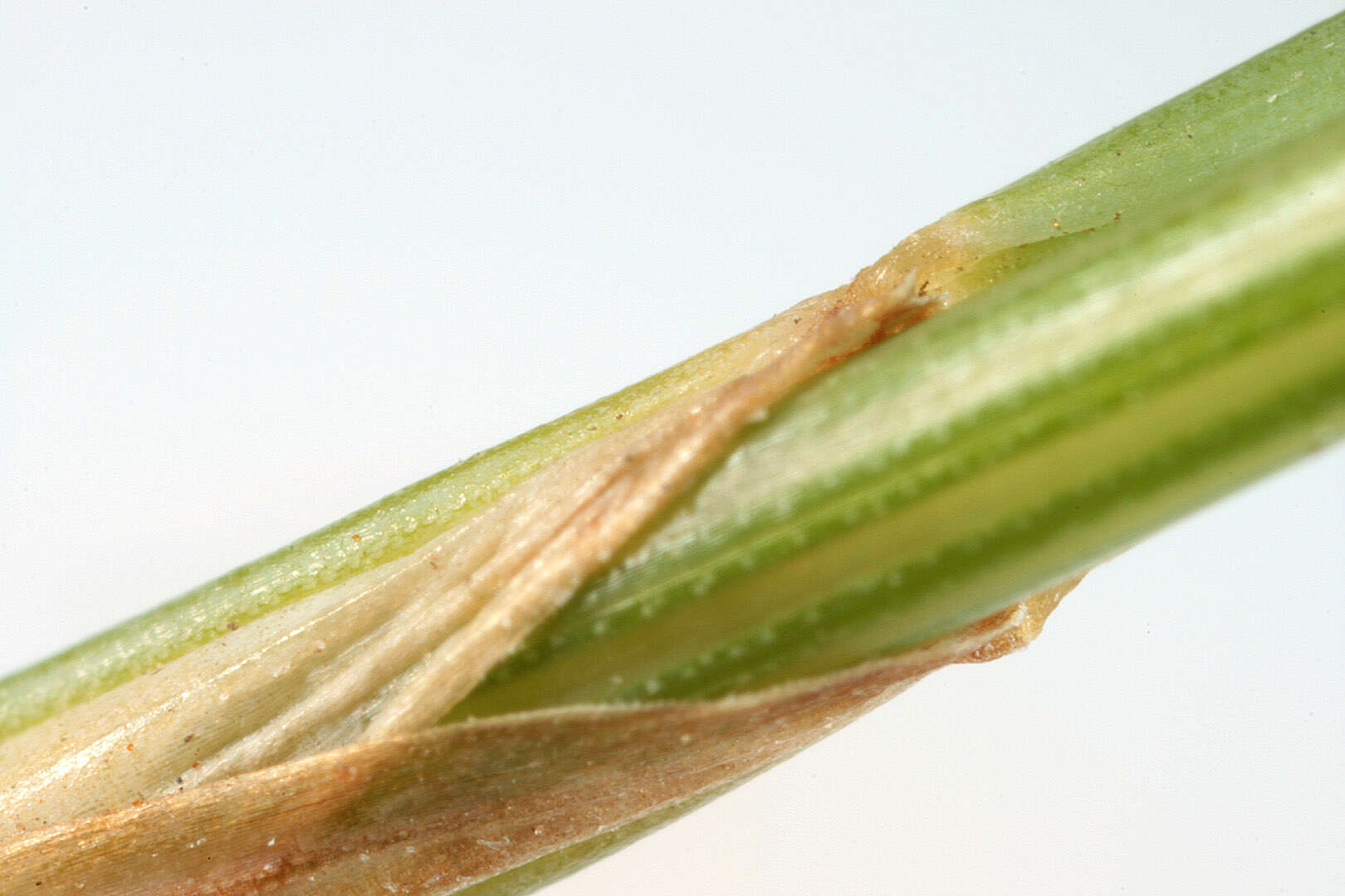 Image of red fescue