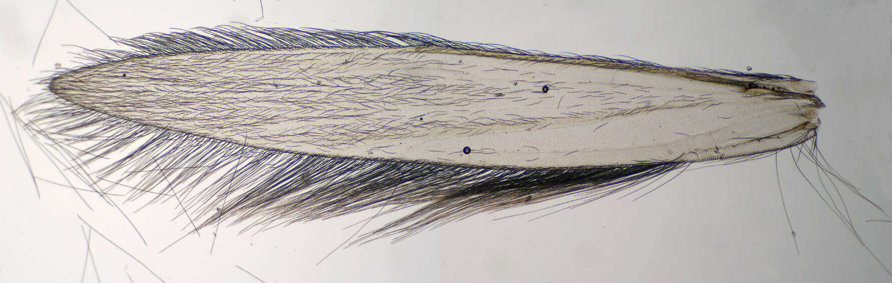 Image of Trichoptera