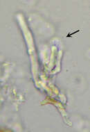 Image de Hyphodontia pallidula (Bres.) J. Erikss. 1958