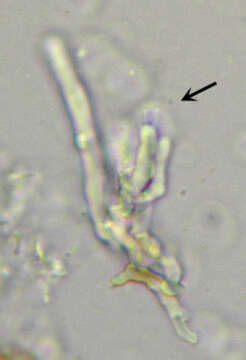 Image of Hyphodontia pallidula (Bres.) J. Erikss. 1958