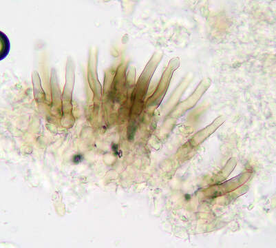 صورة Neotyphodium