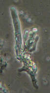 Image de Hyphodontia pallidula (Bres.) J. Erikss. 1958
