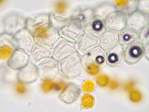 Imagem de Puccinia poarum Nielsen 1877