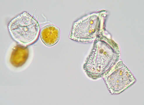 Imagem de Puccinia poarum Nielsen 1877