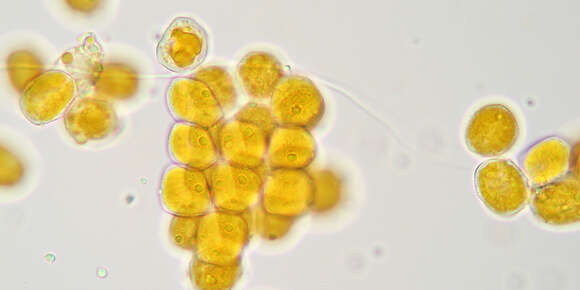 Image of Puccinia poarum Nielsen 1877