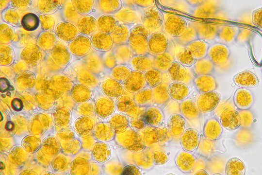 Imagem de Puccinia poarum Nielsen 1877