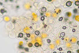 Imagem de Puccinia poarum Nielsen 1877