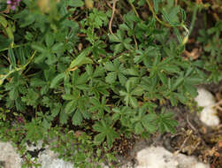 Image of Phragmidium potentillae (Pers.) P. Karst. 1878