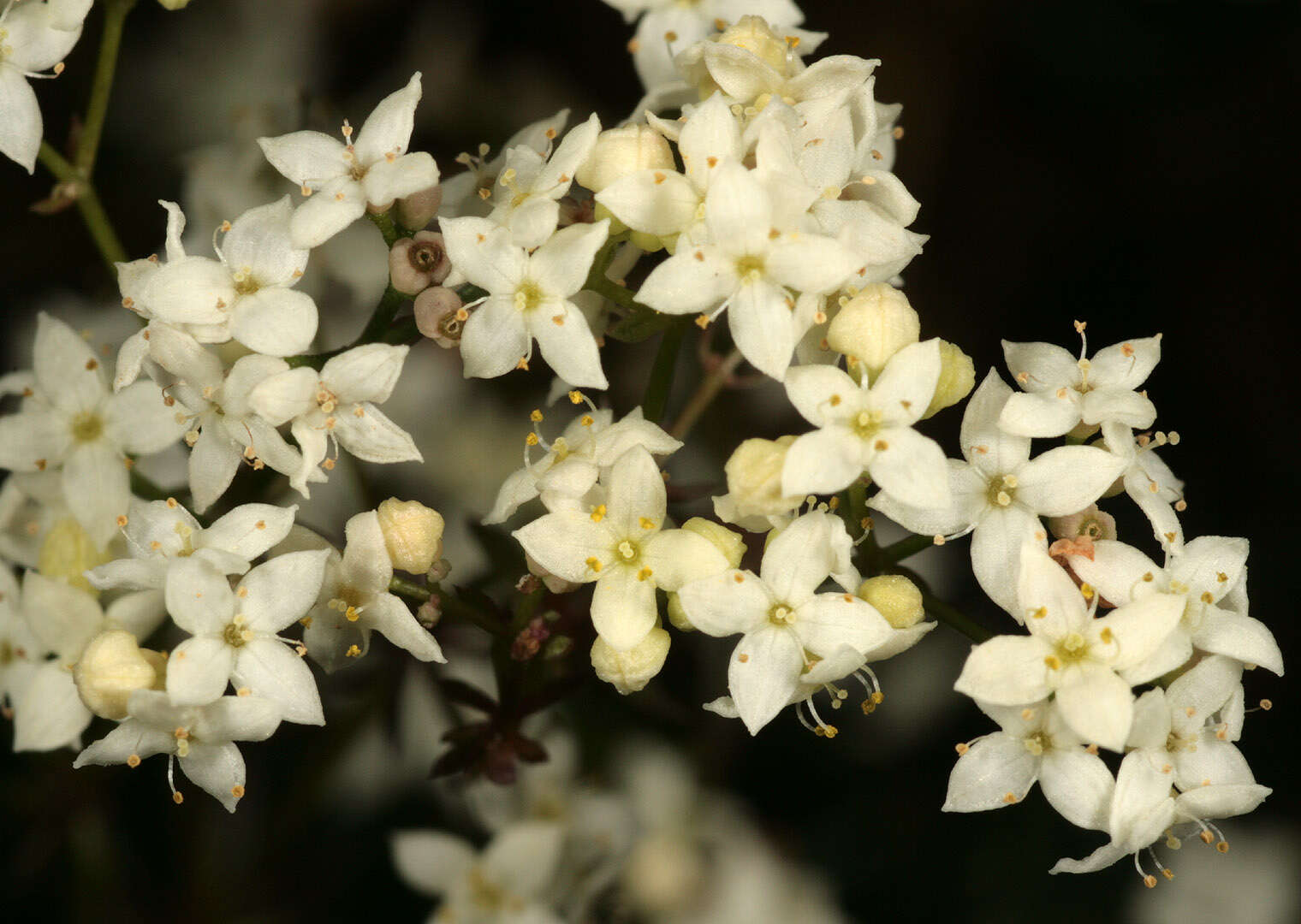 Image of limestone bedstraw