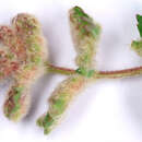 Image of Aceria sanguisorbae