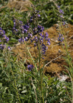 Image de Polémoine bleue