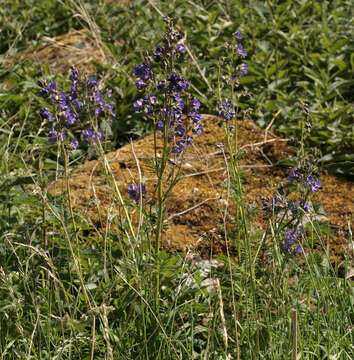 Image de Polémoine bleue