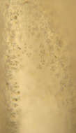Image of Boletus
