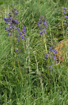 Image de Polémoine bleue