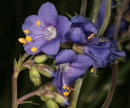 Image de Polémoine bleue