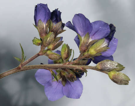 Image of Jacob's Ladder