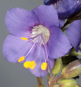 Image de Polémoine bleue