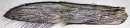 Image of Trichoptera