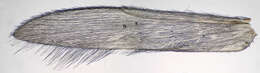 Image of Trichoptera