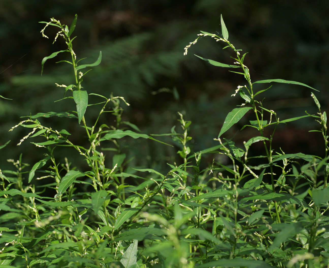 Image of Water-pepper