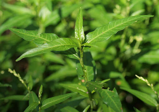 Image of Water-pepper