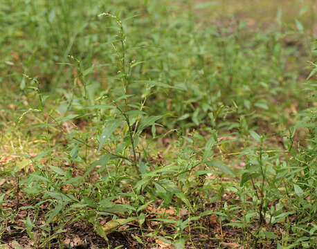 Image of Water-pepper