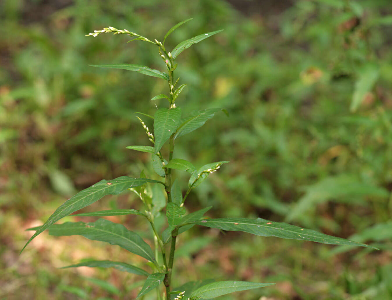 Image of Water-pepper