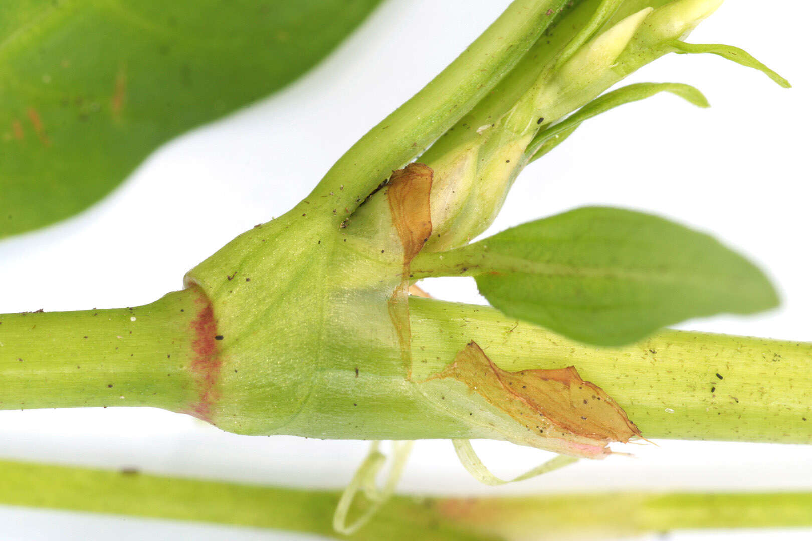 Image of Water-pepper