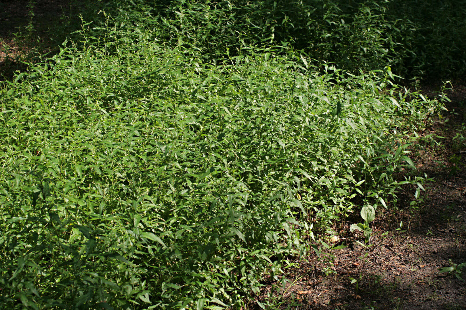 Image of Water-pepper